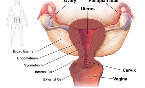 Sri Siddhi Vinayak Test Tube Baby Center